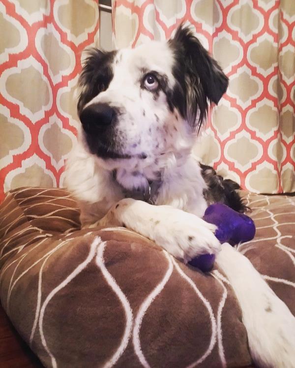 /Images/uploads/Humane Society of Utah/HSU2018/entries/4220thumb.jpg